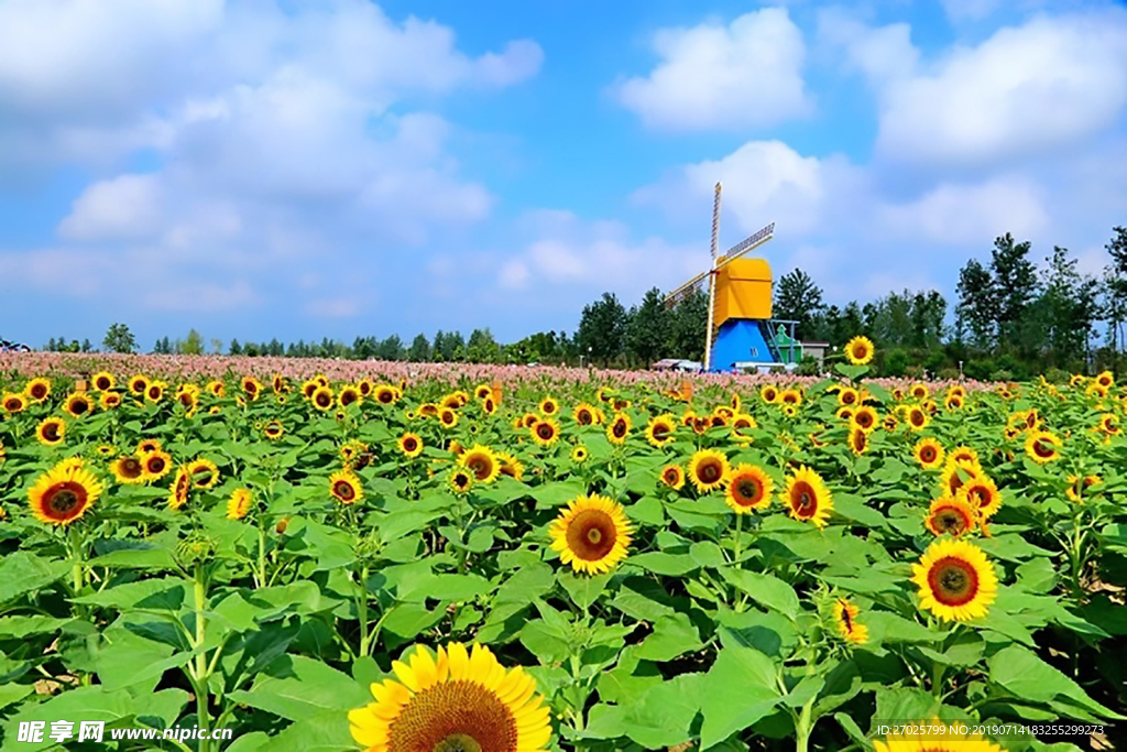 向日葵 葵花