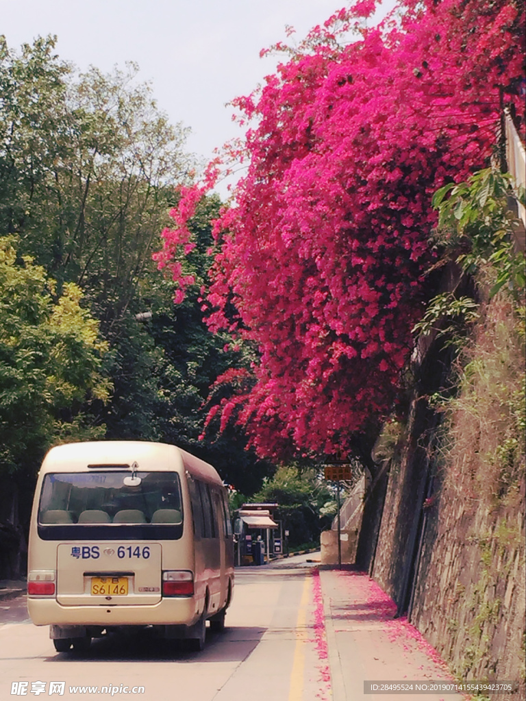 春天的花开