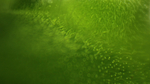 水草