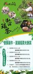 溆浦瑶茶