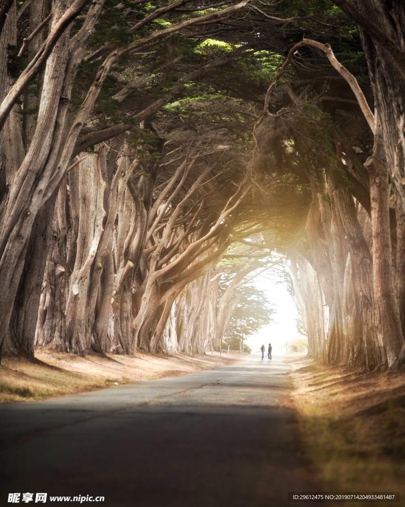 林荫道路