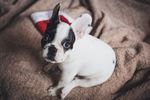 法国斗牛犬