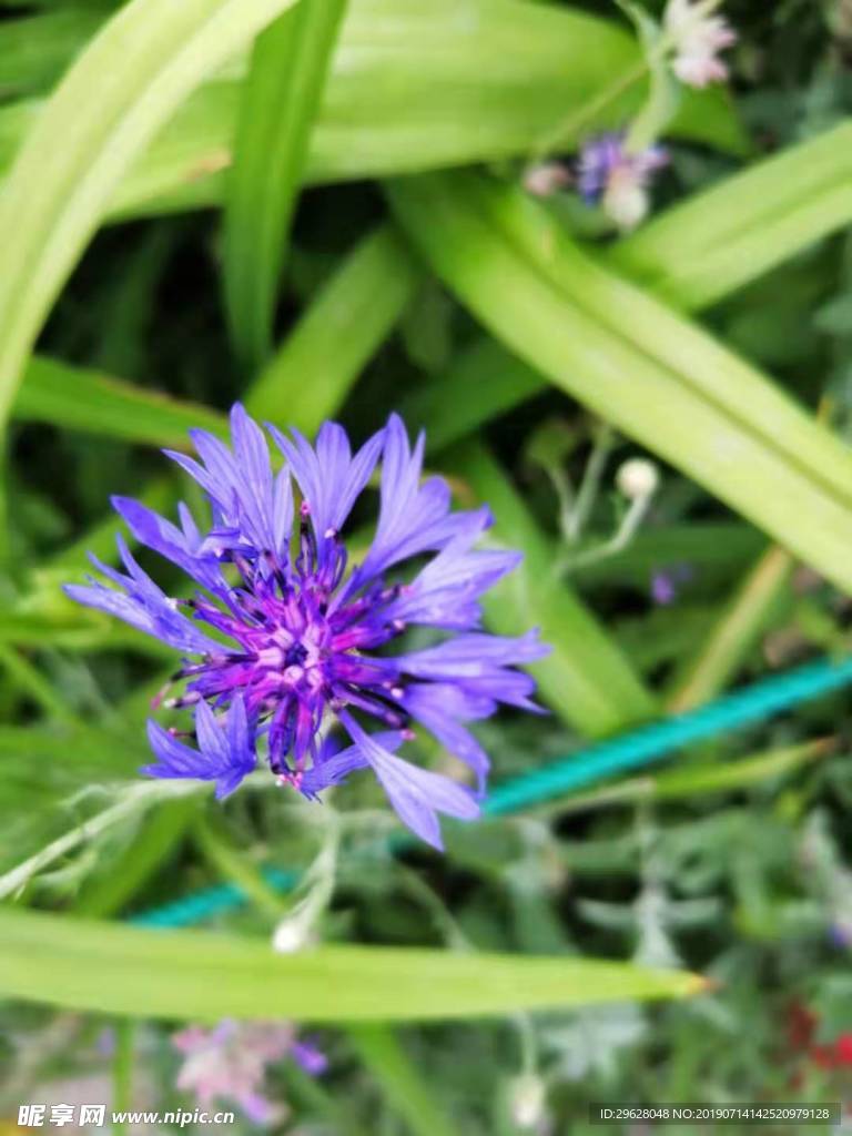 花