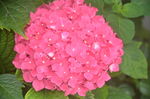 八仙花