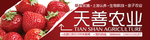 草莓采摘