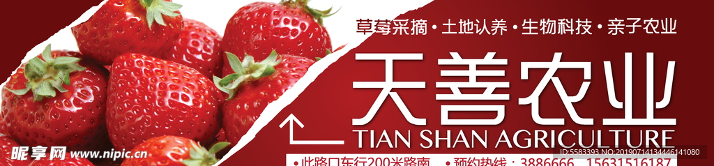 草莓采摘