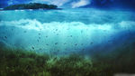 大海中的水草