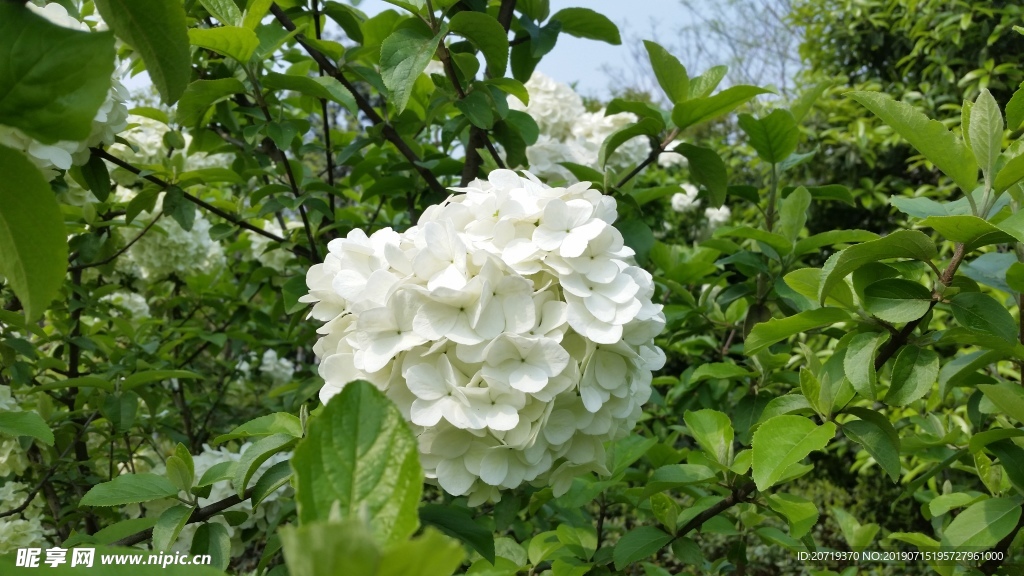 绣球花