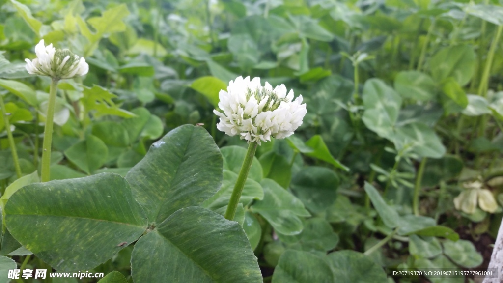 绣球花