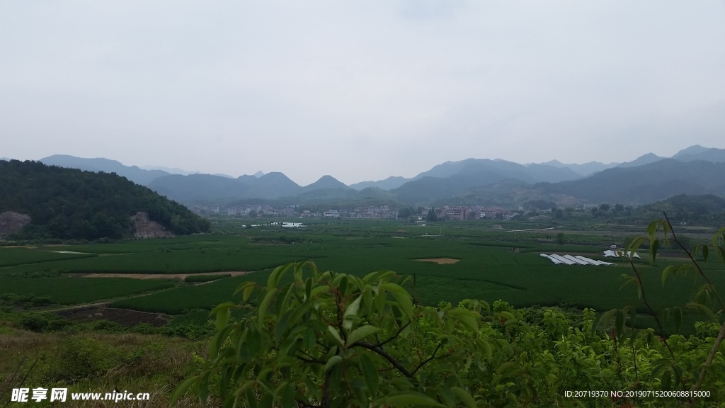 田野