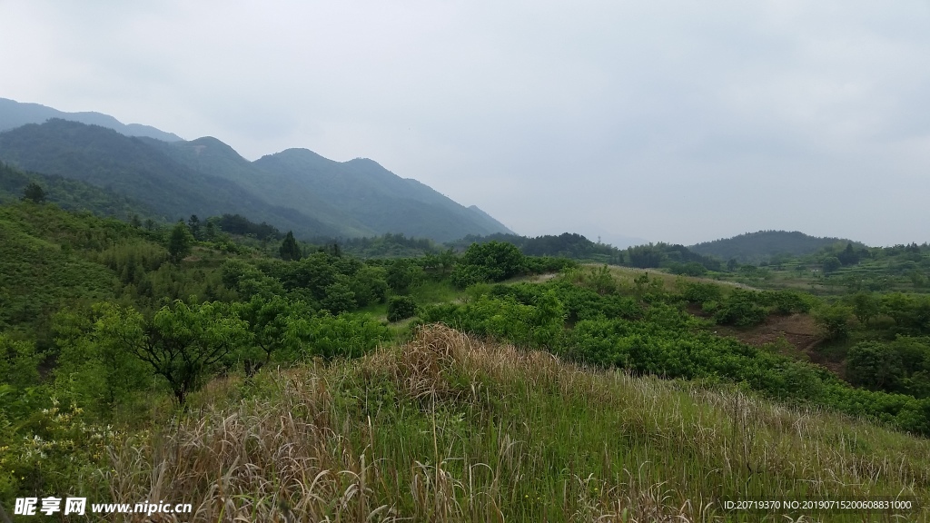 田野