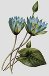 手绘花