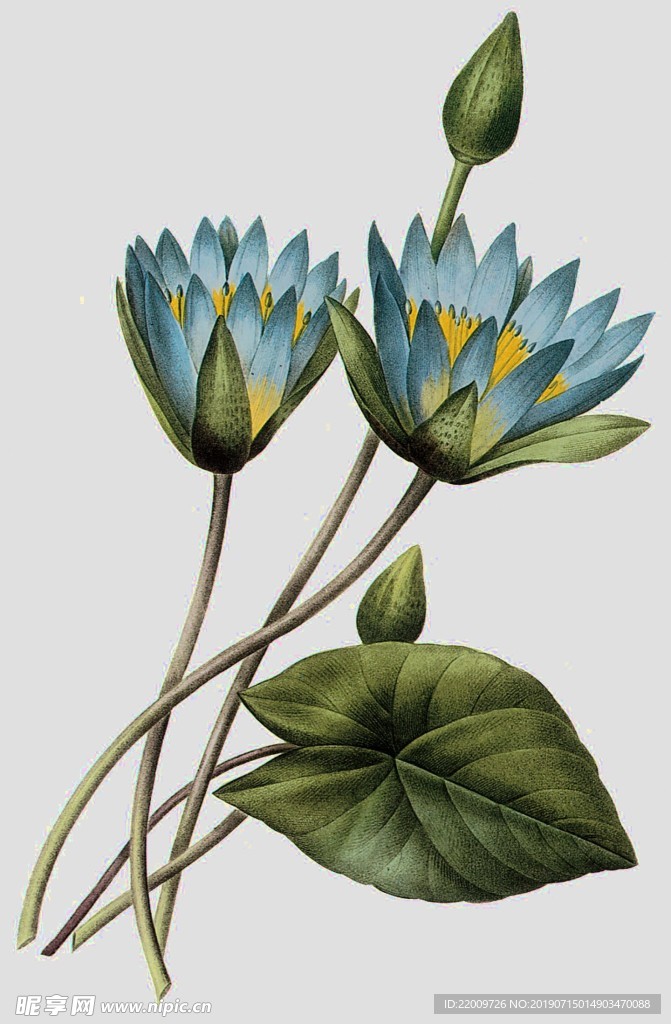 手绘花