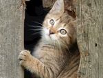 猫咪