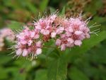 花 花卉 高清花卉 绣线菊