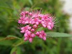 花 花卉 高清花卉 绣线菊