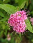 花 花卉 高清花卉 绣线菊