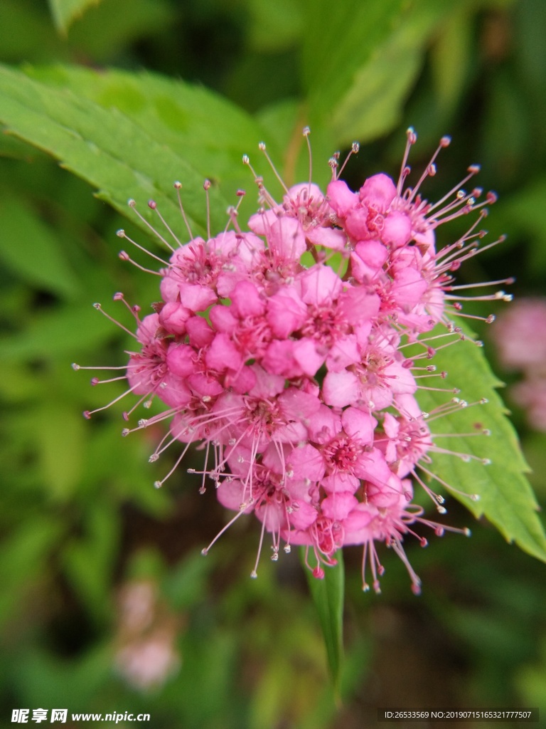 花 花卉 高清花卉 绣线菊