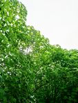 植物 绿叶 户外 自然 绿色