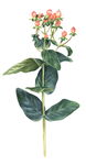 植物花草