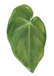 植物枝叶