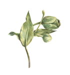 植物枝叶