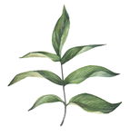 清新绿色枝叶