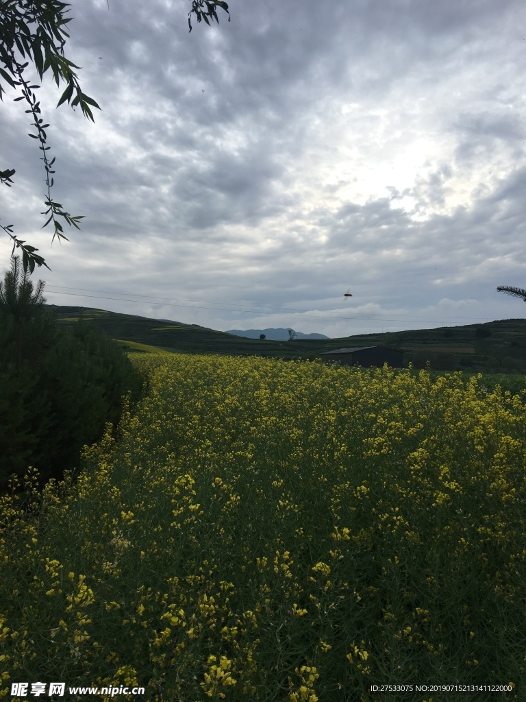 田园油菜花