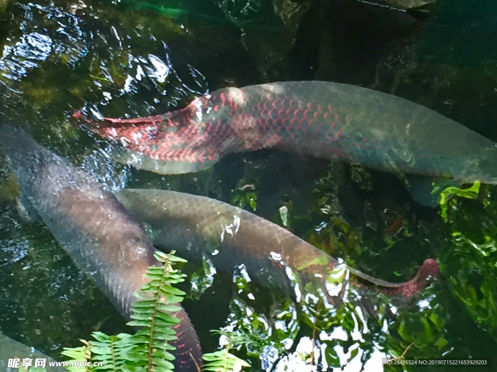 巨骨舌鱼百科-形态特征、生长繁殖、保护现状简介-宠物主人