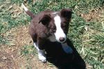 博德牧羊犬小狗