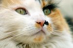 宠物猫