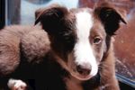 牧羊犬小狗