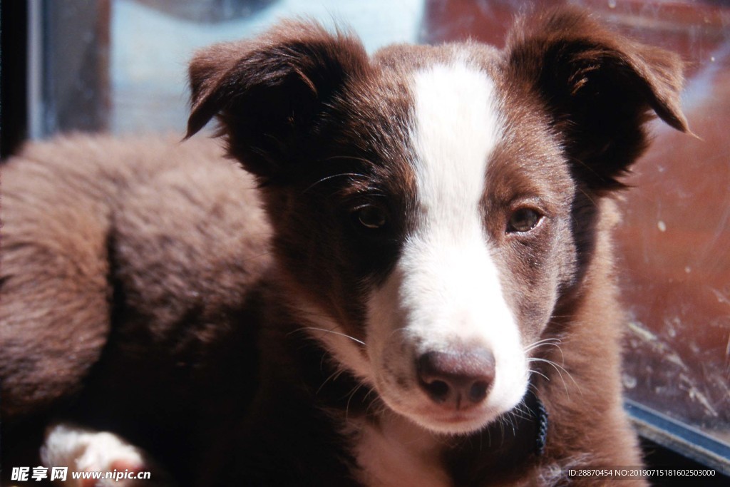 牧羊犬小狗