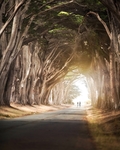 森林道路