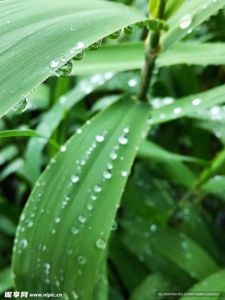 雨后的青春