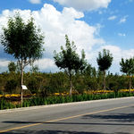 蓝天白云马路树