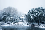 无锡长广溪漫天飞雪