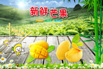 青青草原芒果
