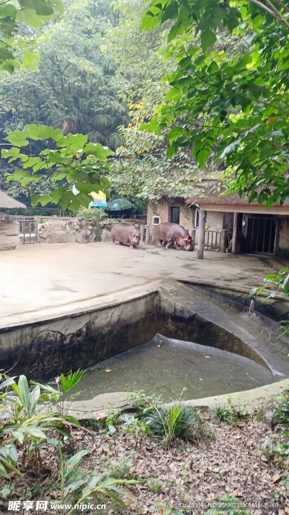 两只河马