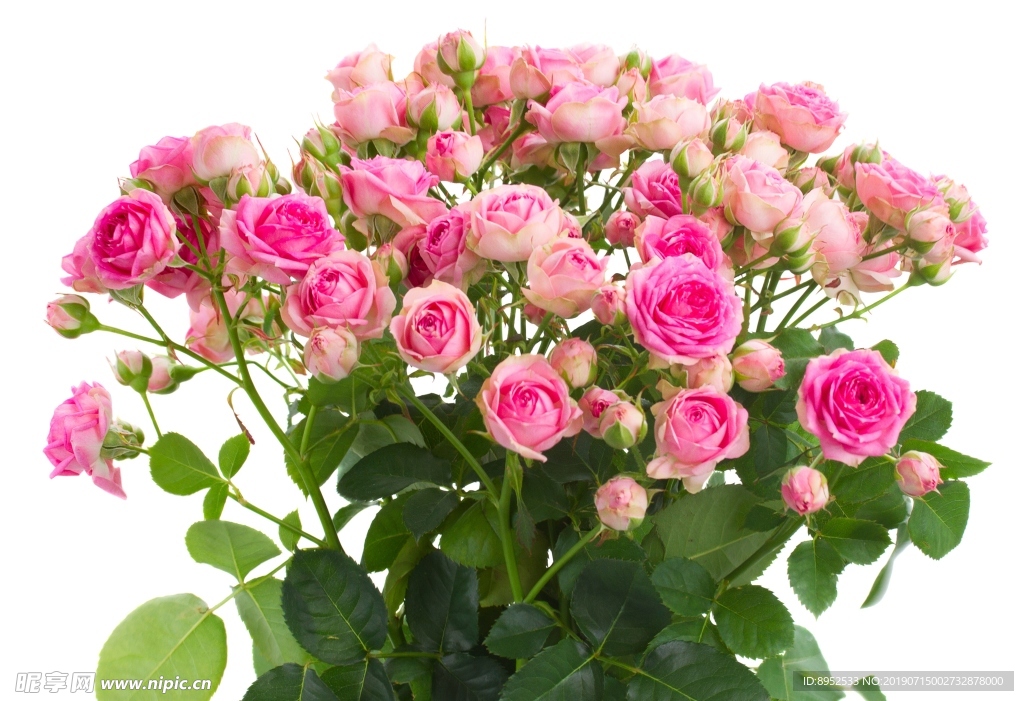 鲜花