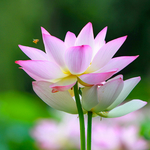 荷花 小蜜蜂