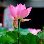 荷花 莲