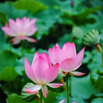 荷花 l 莲蓬