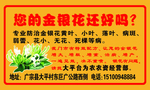 金银花