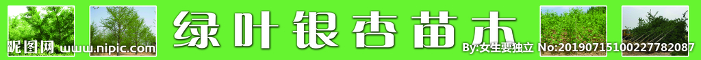 银杏苗木基地收购门头宣传海报