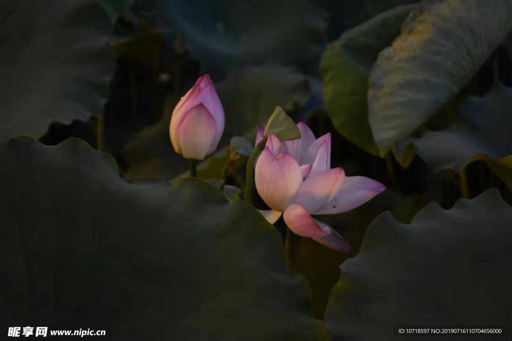 荷花
