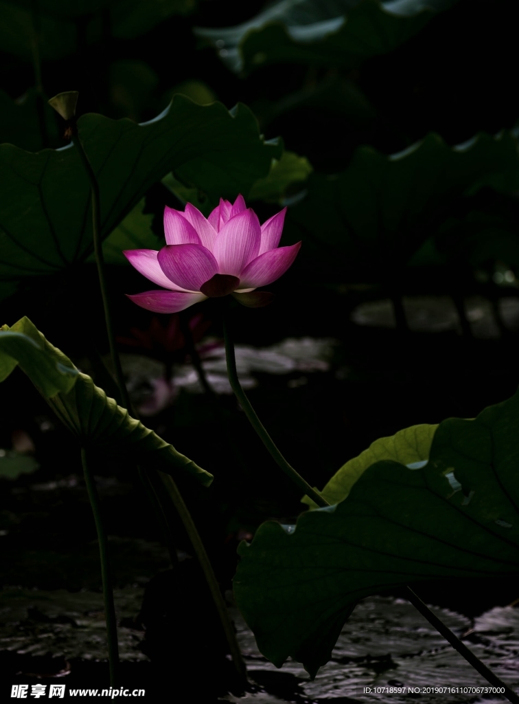 荷花