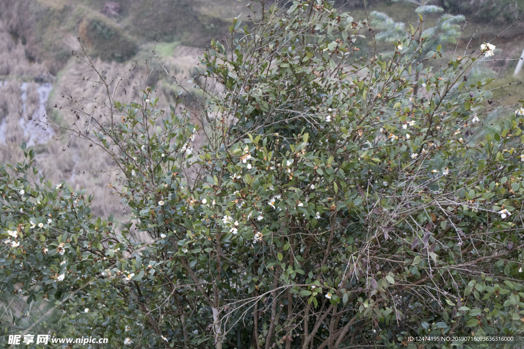 茶树 山茶树 茶籽油 茶叶 茶