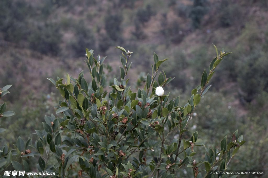 茶树 山茶树 茶籽油 茶叶 茶