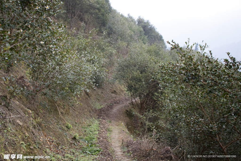 茶树 山茶树 茶籽油 茶叶 茶